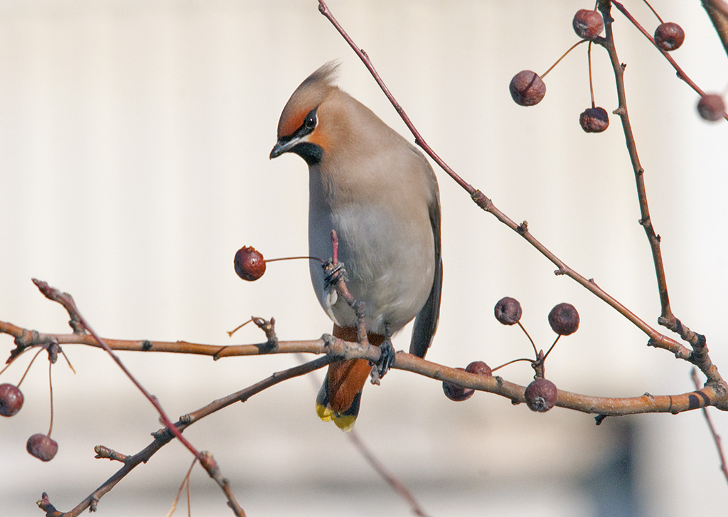 Waxwing (Sergey Yeliseev)